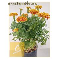 พร้อมส่ง โปรโมชั่น  ดาวเรืองฝรั่งเศส (French Marigolds) ดอกสีสันสวยงาม ส่งทั่วประเทศ พรรณ ไม้ น้ำ พรรณ ไม้ ทุก ชนิด พรรณ ไม้ น้ำ สวยงาม พรรณ ไม้ มงคล