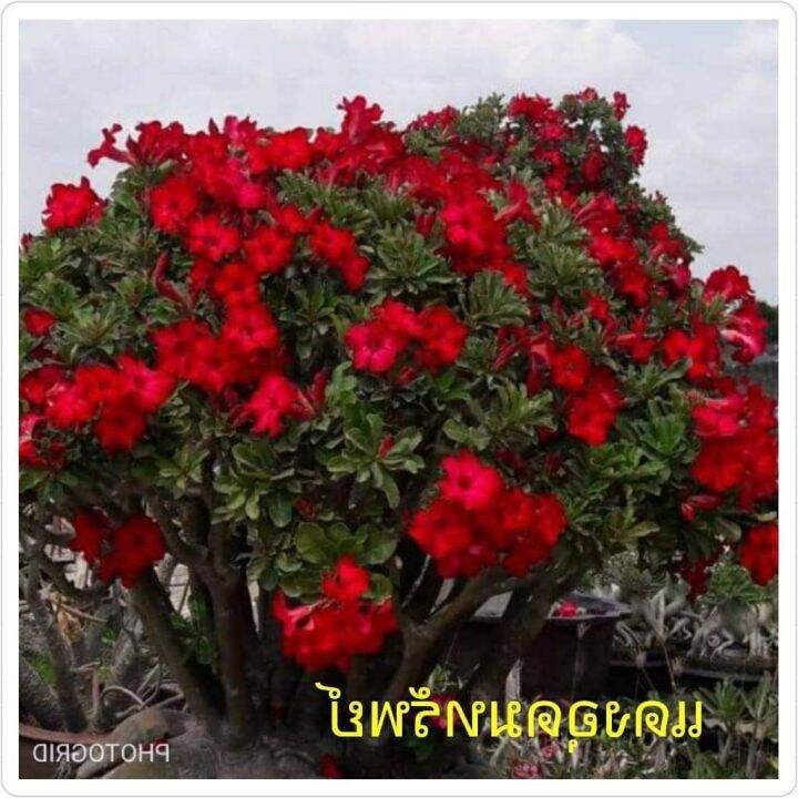 12-เมล็ด-เมล็ดพันธุ์-seeds-bonsai-ชวนชม-สายพันธุ์ไต้หวัน-ดอกสีแดง-adenium-seed-กุหลาบทะเลทราย-desert-rose-ราชินีบอนไซ-อัตราการงอก-80-90-มีคู่มือปลูก