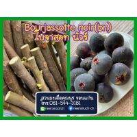 จัดโปร มะเดื่อฝรั่ง โบจาสอทนัวร กิ่งสดสำหรับชำ ชุด3กิ่ง bourjassotte noir fig cuttings set3pcs ลดราคา ต้นไม้ ต้นไม้มงคล เมล็ดพันธุ์ พรรณไม้