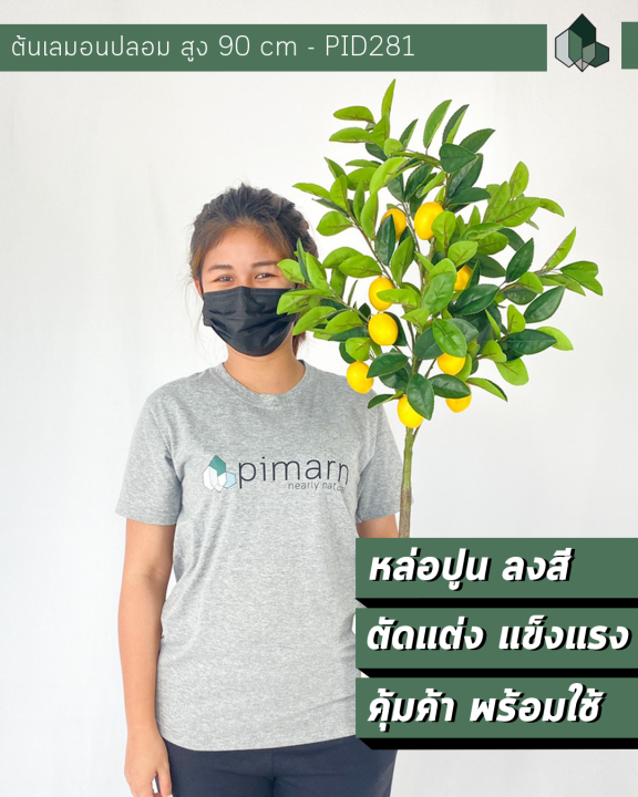 ต้นเลมอนปลอม-สูง-80-cm-แบบก้านเดียว