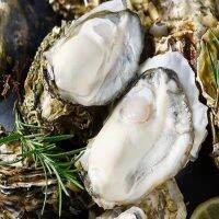 [COD] Oyster origin wholesale fresh shelled oyster extra large freshly caught shellfish seafood direct supply from the port