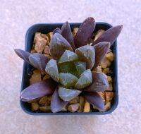 Haworthia obtusa hybrid ‘thai 02-wichit’ A031