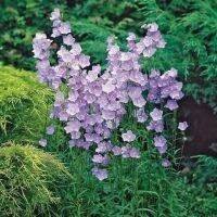 เมล็ดพันธุ์ Campanula persicifolia peach bellflower 200 เมล็ด เมล็ดพันธุ์นำเข้าจาก อังกฤษ