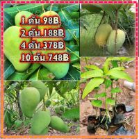 (1ต้น)ต้นพันธุ์มะม่วงโชคอนันต์  เป็นแบบเสียบยอดโตเร็ว ปลูกประมาณ 1 ปีออกผล ให้ผลตลอดปี สูง 40-45 ซม.พันธุ์แท้ 100% พร้อมส่ง
