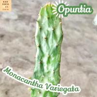 [โอพันเทีย สายรุ้ง ใหญ่] Opuntia Monacantha Variegata ส่งพร้อมกระถาง แคคตัส Cactus Succulent Haworthia Euphorbia ไม้หายาก พืชอวบน้ำ ไม้หนาม ไม้ทะเลทราย กระบองเพชร ของขวัญ ไม้ใบ พืช ไม้ฟอก ไม้ฟอกอากาศ indoorplant indoorplants plants  แต่งบ้าน แต่งห้อง