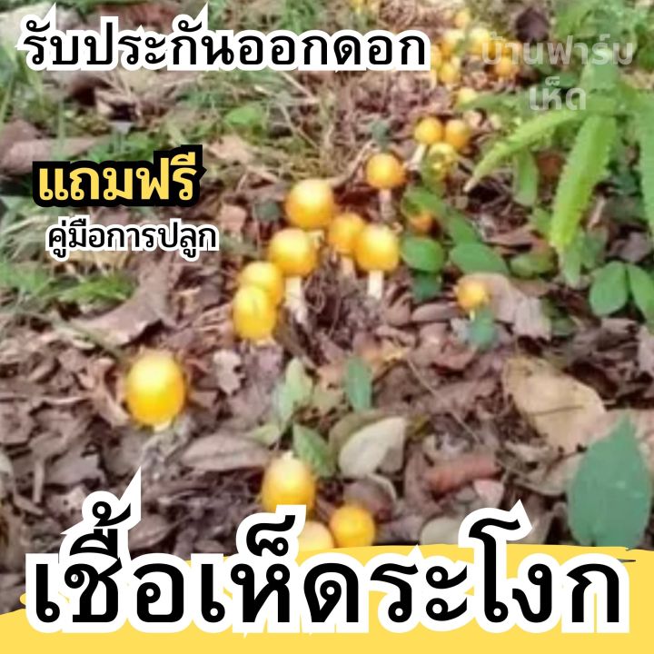 หัวเชื้อเห็ดระโงก-เชื้อเห็ด-แบบเข้มข้น-หมักจนเป็นจุลินทรีย์ฮอโมน-รับประกันออกดอก-เชื้อเห็ดสูตรเข้มข้น