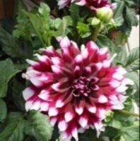 1 หัว/ออเดอร์ รักเร่ Dahlia Bulbs สายพันธุ์ Mystery Day หัวรักเร่ ดอกไม้ หัวหน่อ เหง้า นำเข้า เนเธอร์แลน หัวสดใหม่