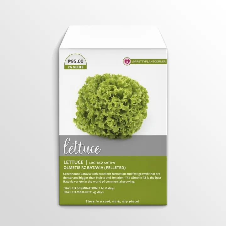 Olmetie RZ Batavia Lettuce Seeds Lazada PH