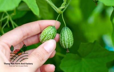 แตงกวาจิ๋ว เม็กซิกัน  Mexican sour gherkin seeds เมล็ดพันธุ์เบลเยี่ยม บรรจุ 5 เมล็ด 10 บาท