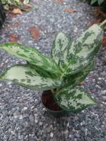 ?ต้นตวงเงินตวงทอง  เกล็ดมรกต เศรษฐีเรือนเงิน ? ไม้มงคลตระกูล “อโกลนีมา (Aglaonema)” กระถางขนาด 3 นิ้ว ไม้ประดับ