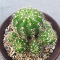 กระบองเพชร Echinopsis chlorlera อิชินอป ดาวล้อมเดือน