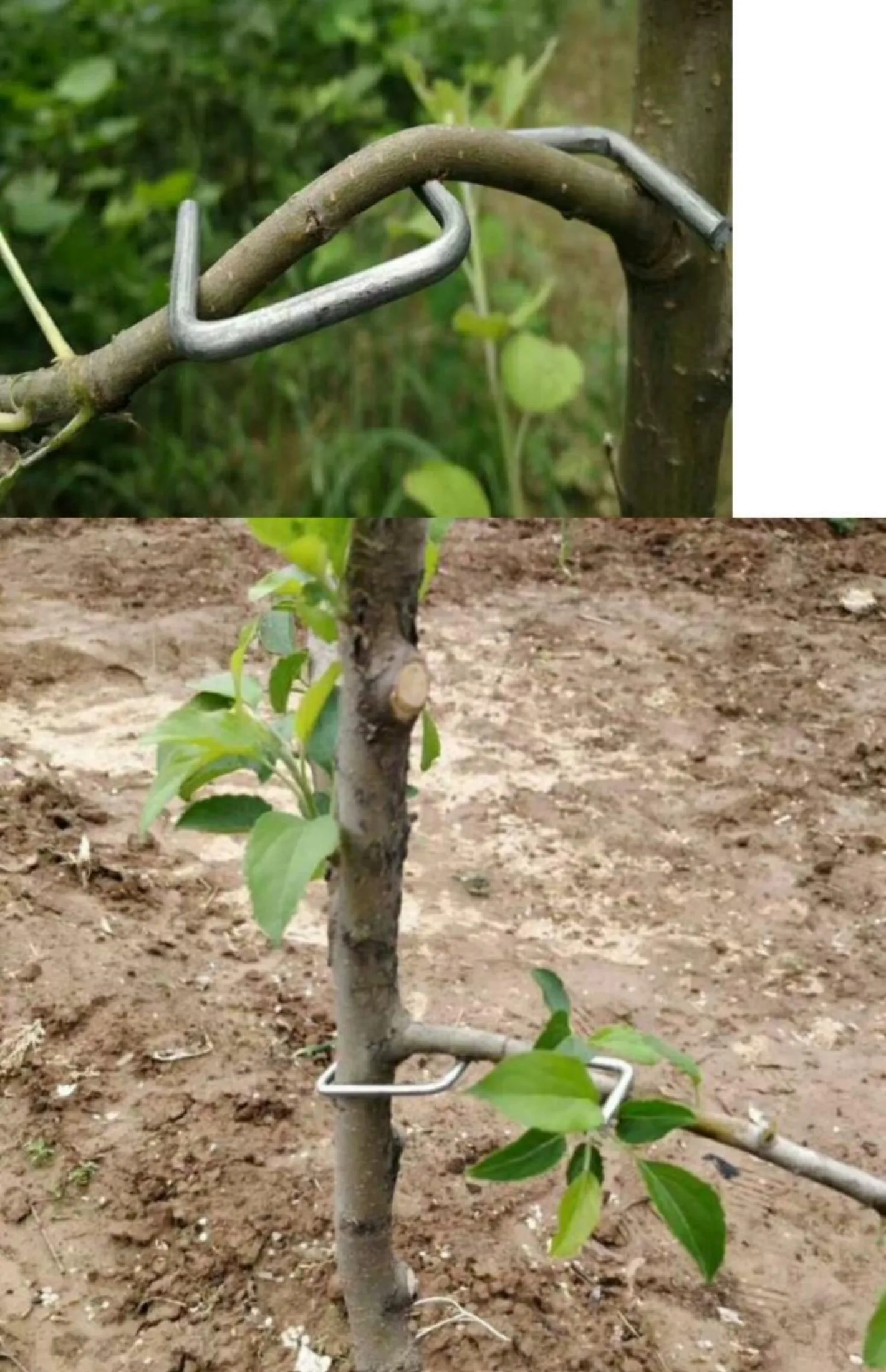 are apple tree branches safe for dogs