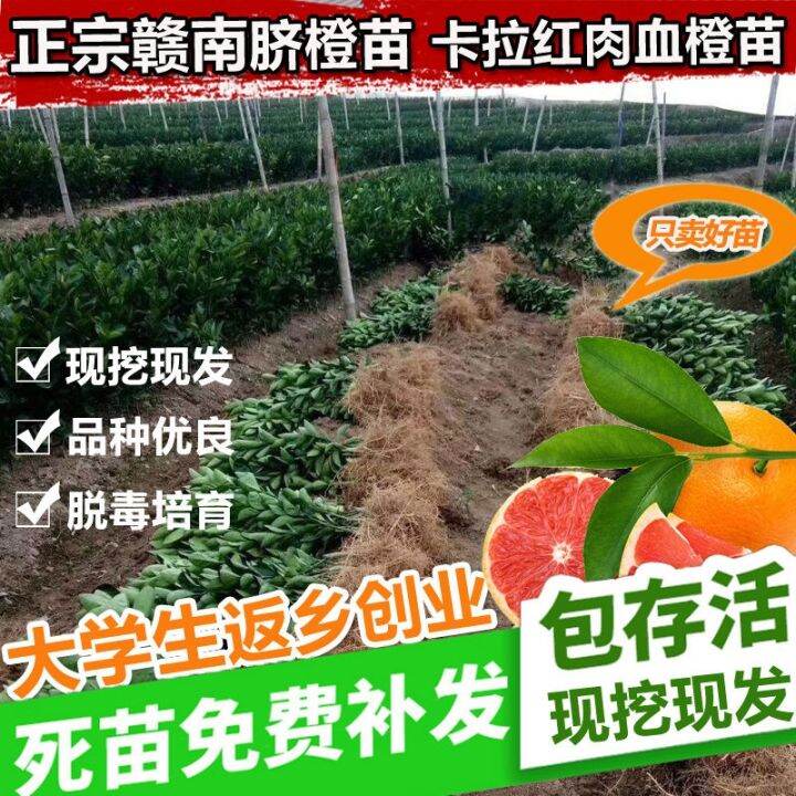 [Three Starts] Gannan navel orange seedlings grafted with Newhall navel