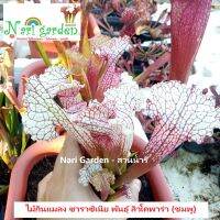 (ส่งทั้งกระถาง 3 - 8 นิ้ว) ต้นซาราซิเนีย พันธุ์ Sarracenia leucophylla Pink (ลิวโค-ชมพู) ไม้กินแมลง ใบกระเปราะชูยอดสูงสวย ไม้ประดับ ชอบน้ำ+แดดจัด