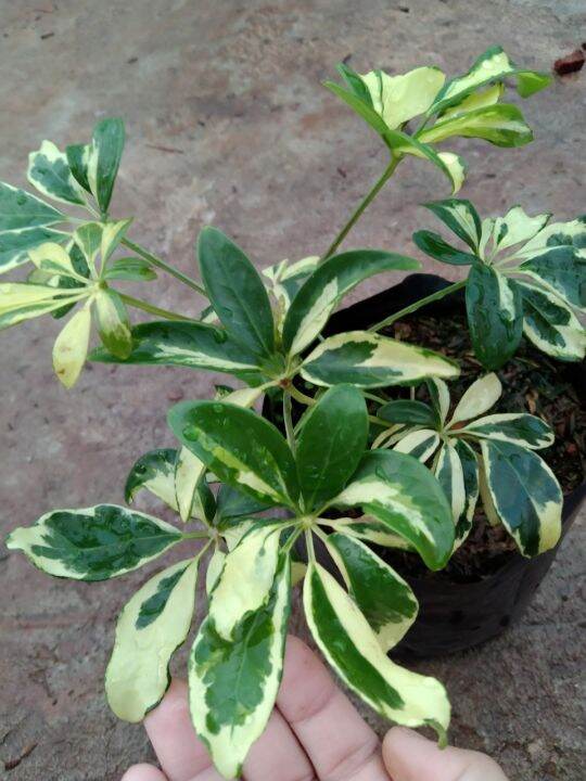 ต้นหนวดปลาหมึกใบด่าง-schefflera-actinophylla-เป็นไม้พุ่มขนาดเล็ก-โตเร็ว-พุ่มสวยงาม-ชอบแดดรำไรถึงแดดครึ่งวันเช้า-น้ำปานกลาง-จัดส่งแบบถุงชำ