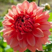 1 หัว/ออเดอร์ รักเร่ Dahlia Flower Bulb สายพันธุ์ Fairway Spur หัวรักเร่ ดอกไม้ หัวหน่อ เหง้า นำเข้า เนเธอร์แลน หัวสดใหม่