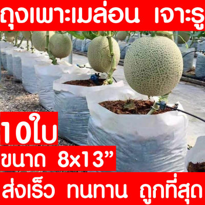 ถุงปลูกเมล่อน 10ใบ ขนาด 8x13