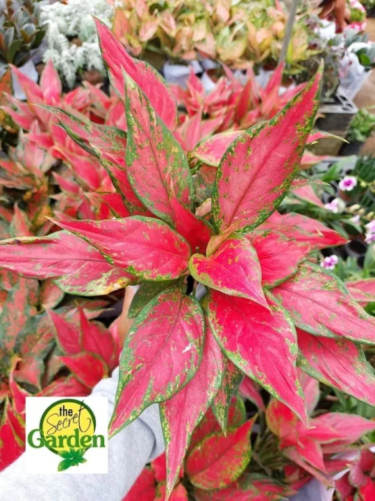 Aglaonema Pointed Cherry Red with FREE plastic pot, and garden soil