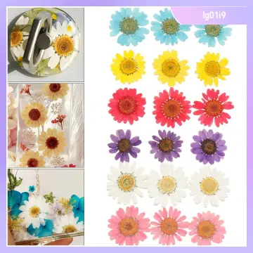 Dried Pressed Flowers for Resin Dry Leaves Bulk for Scrapbooking DIY Art  Crafts