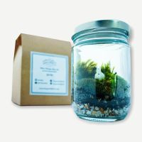 ( PRO+++ ) โปรแน่น.. (เหลือ 259.-  DETFEB30) mini terrarium diy set for beginer ราคาสุดคุ้ม พรรณ ไม้ น้ำ พรรณ ไม้ ทุก ชนิด พรรณ ไม้ น้ำ สวยงาม พรรณ ไม้ มงคล