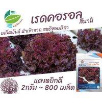 เมล็ด ผักสลัด เรด คอรอล (Red Coral)​ จำนวน 800 เมล็ด เรดคอรอล สินามิ แดง หยกดี นำเข้าจากสหรัฐอเมริกา สลัด