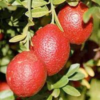 20 เมล็ดพันธุ์ Seeds เมล็ด มะนาวแดง ผลสีแดง Red Lemon Tree Seeds Organic Fruit Seeds Bonsai Blood Orange Seeds อัตราการงอก 80-85%