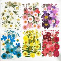 15-21pcs 1 Bag small Dried Flowers Pressed Flowers DIY Preserved Flower Decoration Home Mini bloemen