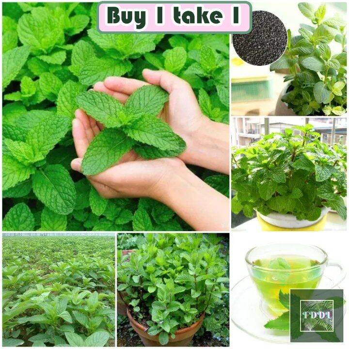 [buy 1 Take 1]100pcs Edible Mint Seeds Herbs Seeds For Planting Peppermint Seeds Flower Seeds