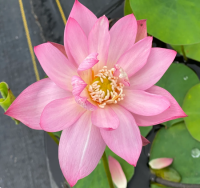 5 เมล็ดพันธุ์ บัว สายพันธุ์ PEE BEE PINK LOTUS MINI LOTUS สีชมพู เพาะปลูกและเก็บเมล็ดในไทย ขยายพันธุ์ในไทยได้ สายพันธุ์นิยมปลูกในอเมริกา