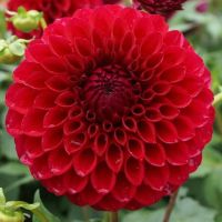 1 หัว/ออเดอร์ รักเร่ Dahlia สายพันธุ์ Boom Boom Red หัวรักเร่ ดอกไม้ หัวหน่อ เหง้า นำเข้า เนเธอร์แลน หัวสดใหม่