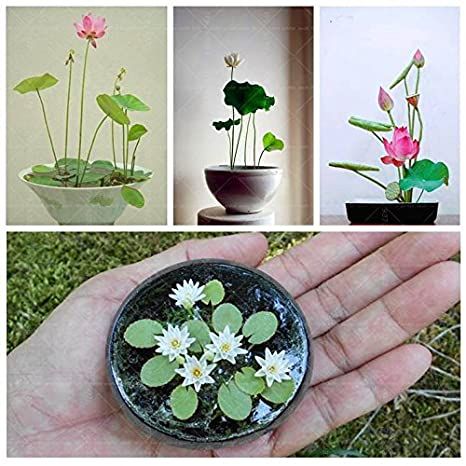 8-เมล็ด-คละสี-เมล็ดบัว-บัวญี่ปุ่น-บัวญี่ปุ่นแคระ-เมล็ดเล็ก-ดอกดกทั้งปี-ของแท้-100-lotus-waterlily-seeds-มีคู่มีวิธีปลูก-รหัส-002