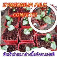 1 กระถาง ต้นเงินไหลมาไซโกเนียมมิ้วคอนเฟตติ Syngonium milk confetti ขนาดกระถาง2.5นิ้ว จัดส่งแบบยกกระถาง