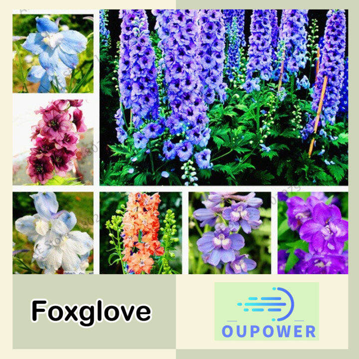 [Free 1pack Rooting Power]Mix 10PCS Mixed Color Foxglove Seeds ...