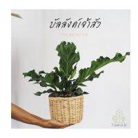 ( Promotion+++) คุ้มที่สุด T68 บัลลังก์เจ้าสัว (Anthurium plowmanii Croat) กระถาง 5 นิ้ว ล๊อตใหม่ ต้นเล็กลง ต้นไม้มงคล ช่วยเสริมบารมี ช่วยให้มีเสน่ห์ด้านวาา ราคาดี พรรณ ไม้ น้ำ พรรณ ไม้ ทุก ชนิด พรรณ ไม้ น้ำ สวยงาม พรรณ ไม้ มงคล