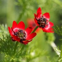 เมล็ดพันธุ์ อโดนิส Adonis aestivalis pheasants eye 50 เมล็ด เมล็ดพันธุ์นำเข้าจาก อังกฤษ เมล็ดเพาะปลูก