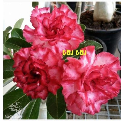 12 เมล็ด เมล็ดพันธุ์ Seeds Bonsai ชวนชม สายพันธุ์ไต้หวัน ดอกสีชมพู Adenium Seed กุหลาบทะเลทราย Desert Rose ราชินีบอนไซ อัตราการงอก 80-90% มีคู่มือปลูก