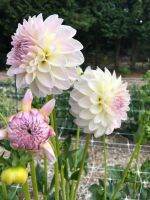 1 เหง้า/ชุุด รักเร่ Dahlia Bulb สายพันธุ์ Cactus Ryecroft Brenda หัวรักเร่ ดอกไม้ หัวหน่อ เหง้า นำเข้า เนเธอร์แลน หัวสดใหม่