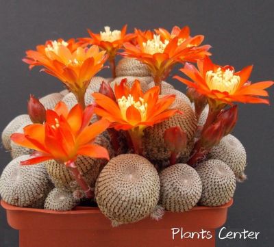 Plants Center พร้อมส่ง กระบองเพชร แคคตัส cactus Rebutia heliosa ฟอร์มกอ 2-3cm/7-7cm/9-10cm