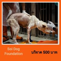 มูลนิธิเพื่อสุนัขในซอย บริจาคเงิน 500 บาท เพื่อร่วมสนับสนุนเรา Soi Dog Foundation