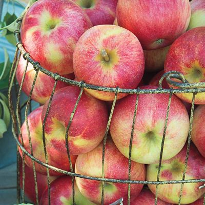 20 เมล็ด เมล็ดแอปเปิ้ล สายพันธุ์ คริปส์พิ้งค์ (Cripps Pink) กรอบและหวานอมเปรี้ยว ของแท้ 100% อัตรางอก 70-80% Apple seeds มีคู่มือปลูก