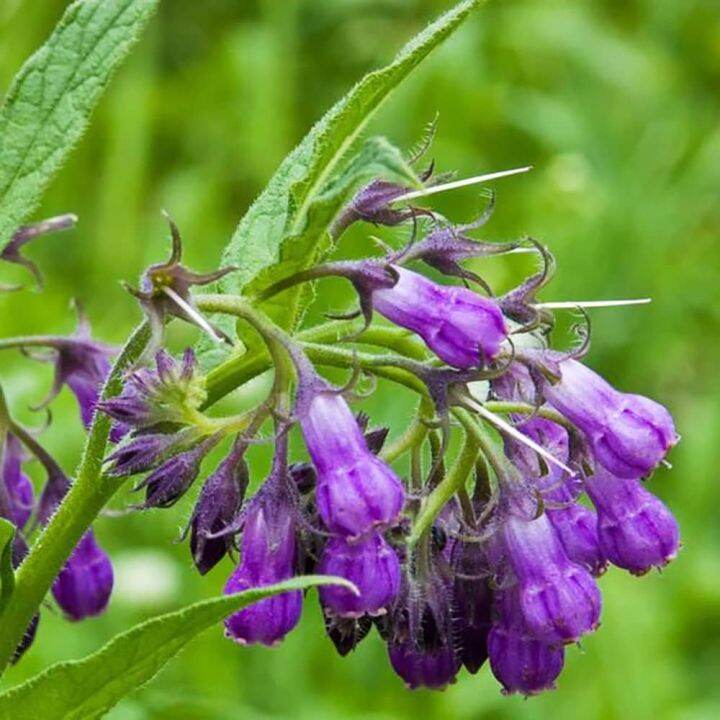 Comfrey Seeds Perennial Radix Lithospermi Herb Seeds Heirloom Plant