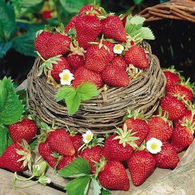 เมล็ดพันธุ์ Seeds Bonsai Strawberry Seeds สายพันธุ์ Fort Laramie 50 เมล็ด เมล็ดพันธุ์ Seeds Bonsaiนำเข้าจาก ยุโรป