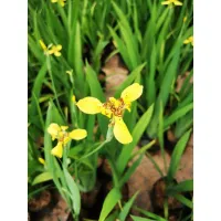 ( Promotion+++) คุ้มที่สุด ดอกไอริส สีเหลือง Yellow Iris , (Iris pseudacorus ) ราคาดี พรรณ ไม้ น้ำ พรรณ ไม้ ทุก ชนิด พรรณ ไม้ น้ำ สวยงาม พรรณ ไม้ มงคล