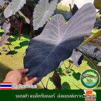 บอน บอนดำ โคโลคาเซีย แบล็ครันเนอร์ Colocasia Black Runner บอนดำขอบใบพลิ้ว ใบพริ้วหยัก สีดำกำมะหยี่ สายพันธุ์แท้100% ตัดสดทุกวัน ส่งแบบห่อราก