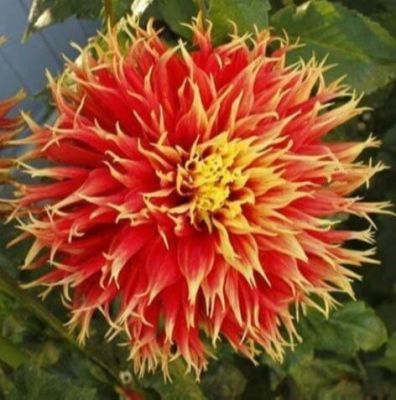 1 หัว/ออเดอร์ รักเร่ Dahlia สายพันธุ์ Dah.Show N Tell หัวรักเร่ ดอกไม้ หัวหน่อ นำเข้า เหง้า เนเธอร์แลน หัวสดใหม่