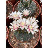 ( Pro+++ ) คุ้มค่า Gymnocalycium quehlianum Shirotoge Zuishogyoku หนามแมงมุม ราคาดี พรรณ ไม้ น้ำ พรรณ ไม้ ทุก ชนิด พรรณ ไม้ น้ำ สวยงาม พรรณ ไม้ มงคล