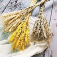 100Pcs Natural Dried Wheat Golden Ear Flowers Bunch for Home Table Wedding Decoration DIY Preserved Flower Bouquet Photo Prop