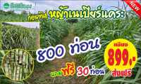 หญ้าเนเปียร์แคระ ท่อนพันธุ์ 800 ท่อน แถมฟรี 30 ท่อน เพียง 899 บาท ส่งฟรี