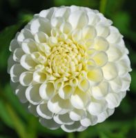 1 หัว/ชุด รักเร่ Dahlia Bulb สายพันธุ์ Snowflake หัวรักเร่ ดอกไม้ หัวหน่อ เหง้า นำเข้า เนเธอร์แลน หัวสดใหม่