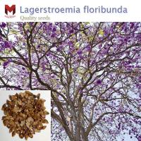 พันธุ์ไม้ตะแบก Lagerstroemia floribunda Jack ไม้แปรรูป (100เมล็ด)